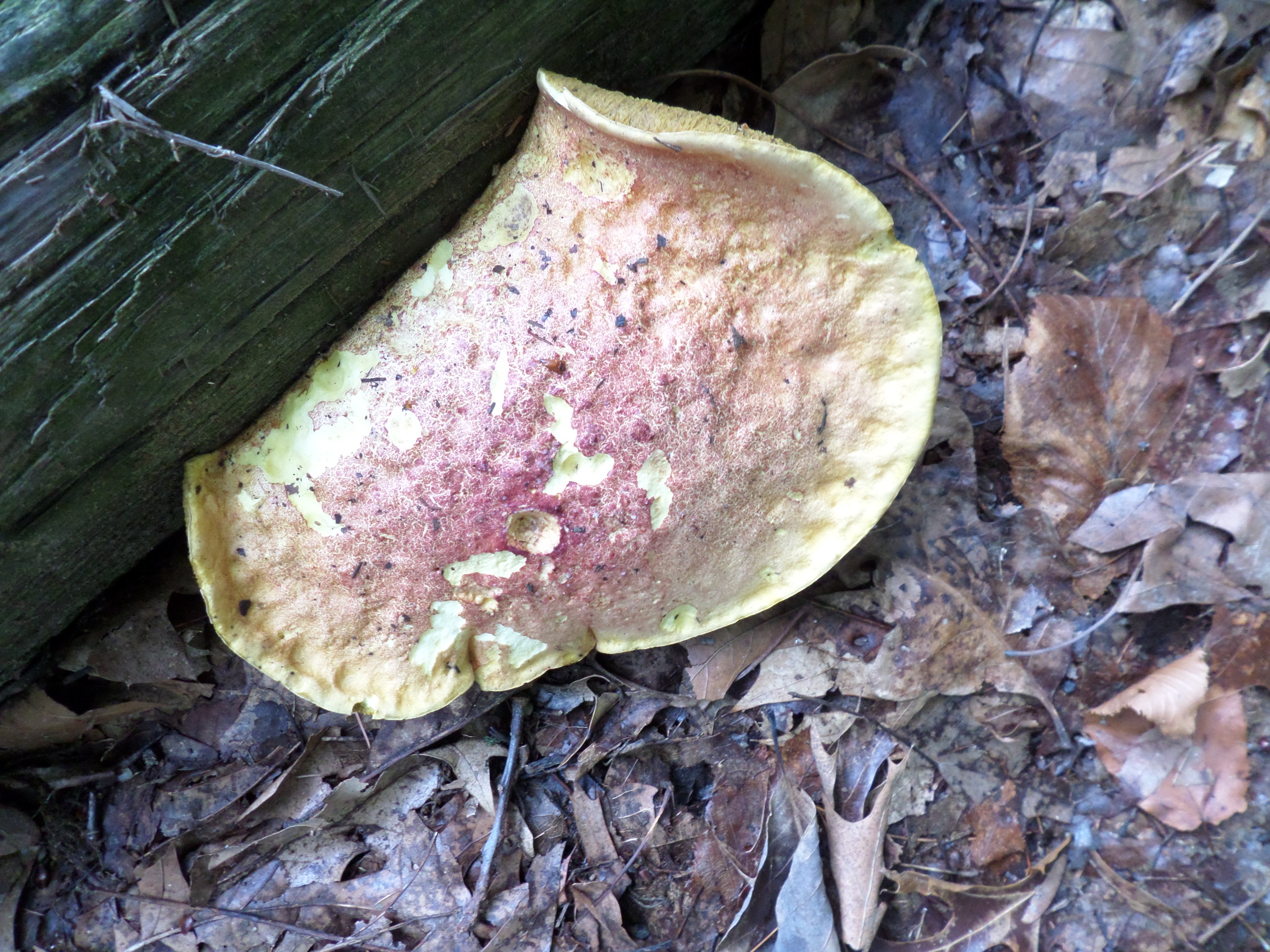 Climb Peppercorn Hill, Upton for a great view Marjorie Turner Hollman