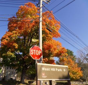 Sugar Maple, Uxbridge, MA
