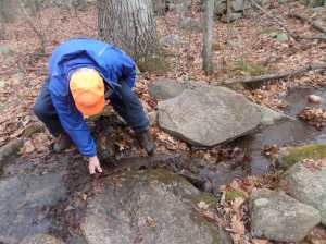 Fall leaves clogged a stream outlet, flooding the trail. Al ignored the cold to remove the blockage