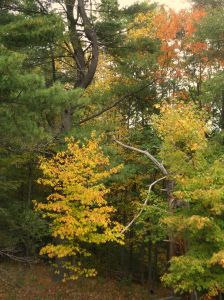 SAMSUNG CAMERA PICTURES