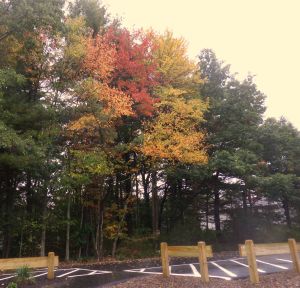 Sculpture Park, Franklin, MA