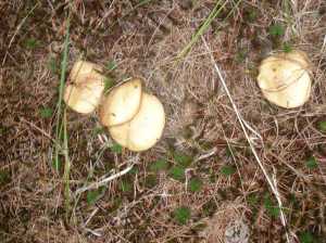 More mushrooms along the path. Dacey field trail, Franklin