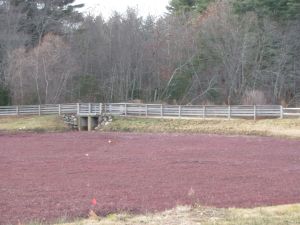 Cranberry bog at Patriot Place, Foxboro, late fall