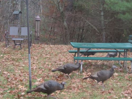 SAMSUNG CAMERA PICTURES