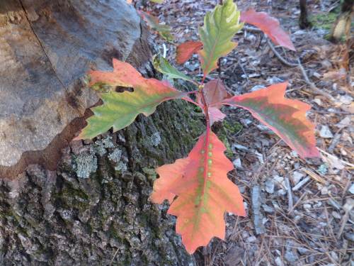 SAMSUNG CAMERA PICTURES