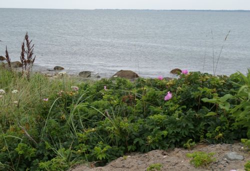 SAMSUNG CAMERA PICTURES