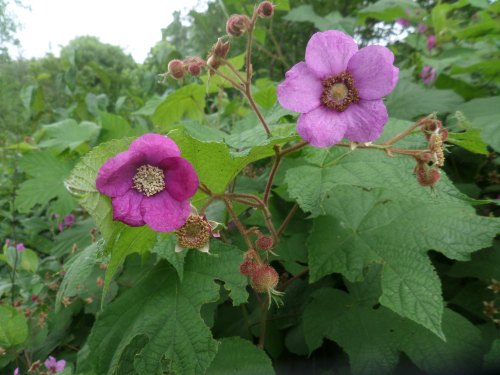 SAMSUNG CAMERA PICTURES