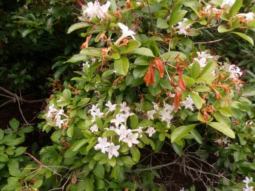 SAMSUNG CAMERA PICTURES