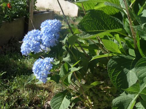 SAMSUNG CAMERA PICTURES