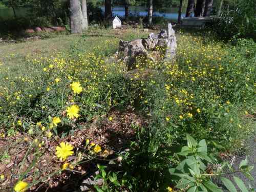 SAMSUNG CAMERA PICTURES