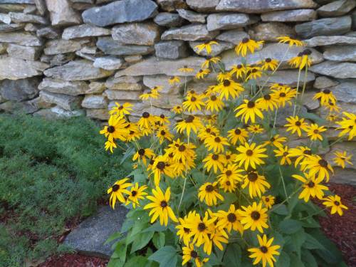 SAMSUNG CAMERA PICTURES