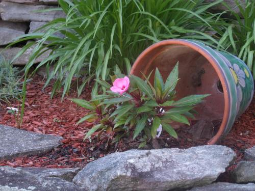 SAMSUNG CAMERA PICTURES