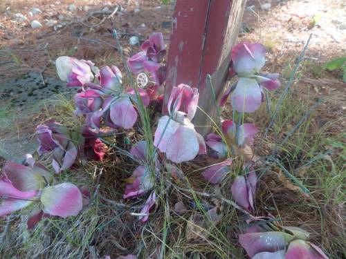 SAMSUNG CAMERA PICTURES