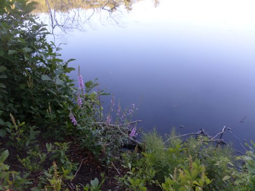 SAMSUNG CAMERA PICTURES