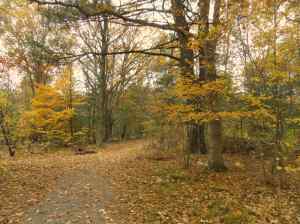 Bright yellow leaves wreathe the entrance to the trail at Choate Park