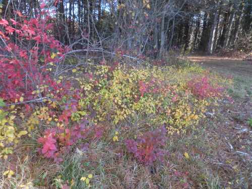 SAMSUNG CAMERA PICTURES