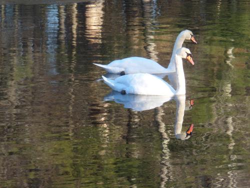 SAMSUNG CAMERA PICTURES