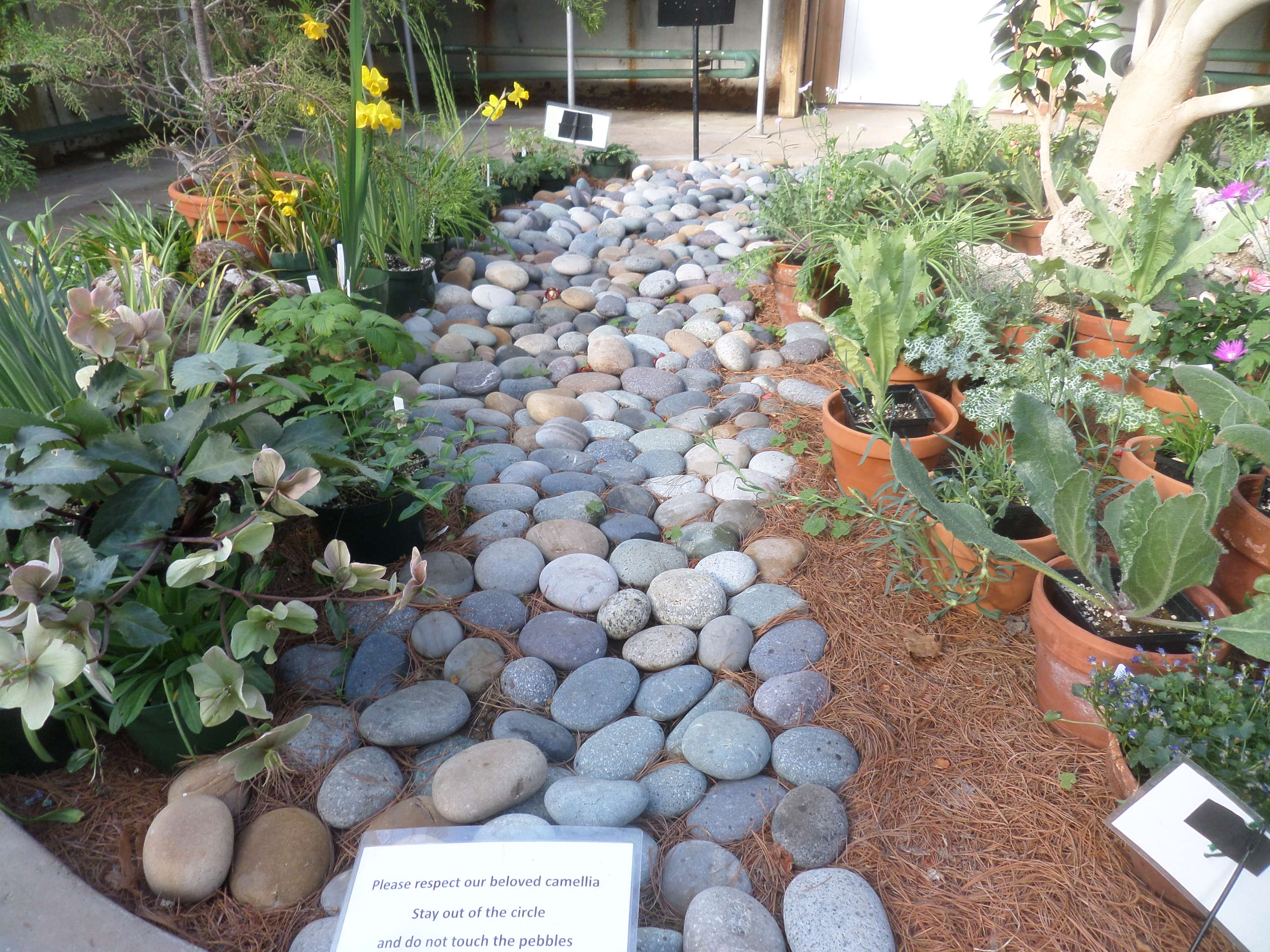 SAMSUNG CAMERA PICTURES