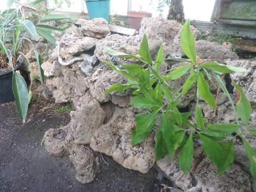 SAMSUNG CAMERA PICTURES