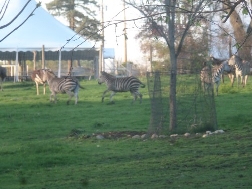 SAMSUNG CAMERA PICTURES