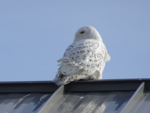 snowy owl DSC08881