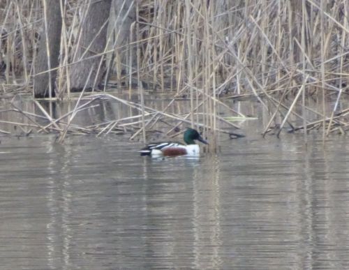 closeup shoveler
