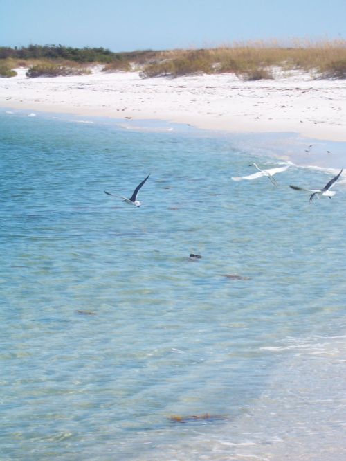 100_4770birds in flight ft. pickens