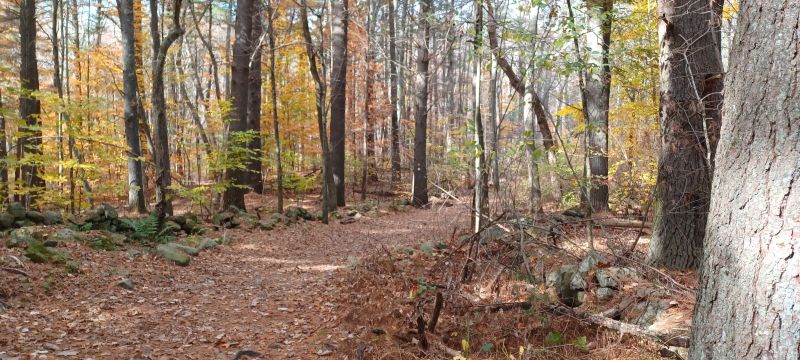 Wooded, leaf covered trail with stone walls alongside the path