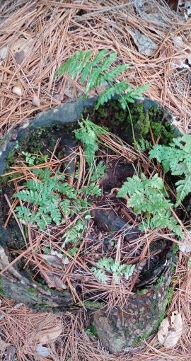 green ferns growing inside a tree stump
